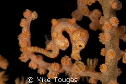 Shot of a Pigmy Sea Horse one a sea fan in Papua New Guin... by Mike Tougas 
